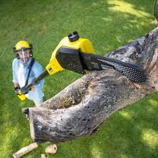 Trusted West Wyoming, PA Tree Services Experts