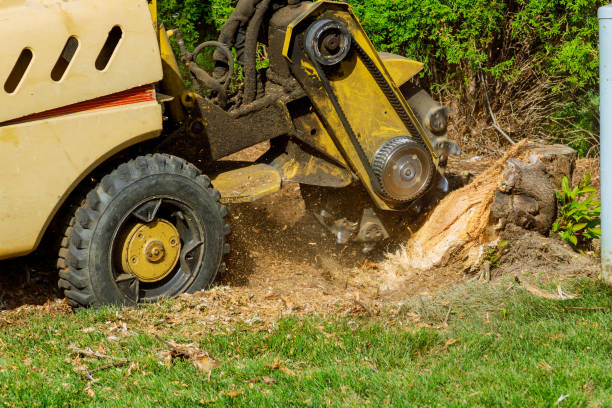 How Our Tree Care Process Works  in  West Wyoming, PA